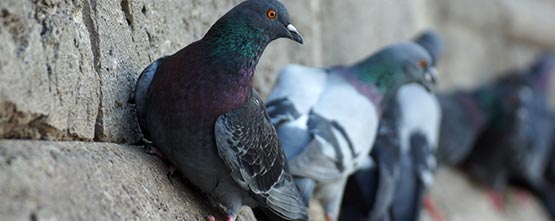 les pigeons dans le Rhône