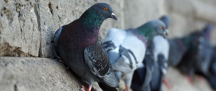 anti pigeon Perpignan